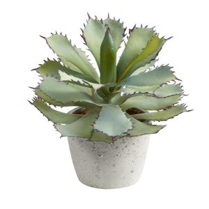 Succulents